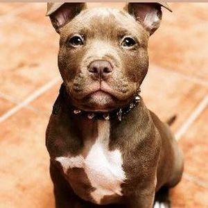 Meet your Posher, Greg